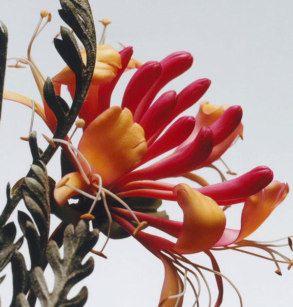 Jo Malone Honeysuckle & Davana Cologne 100ml