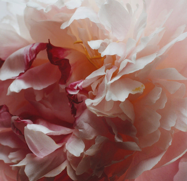 Jo Malone Peony & Blush Suede Cologne 100ml